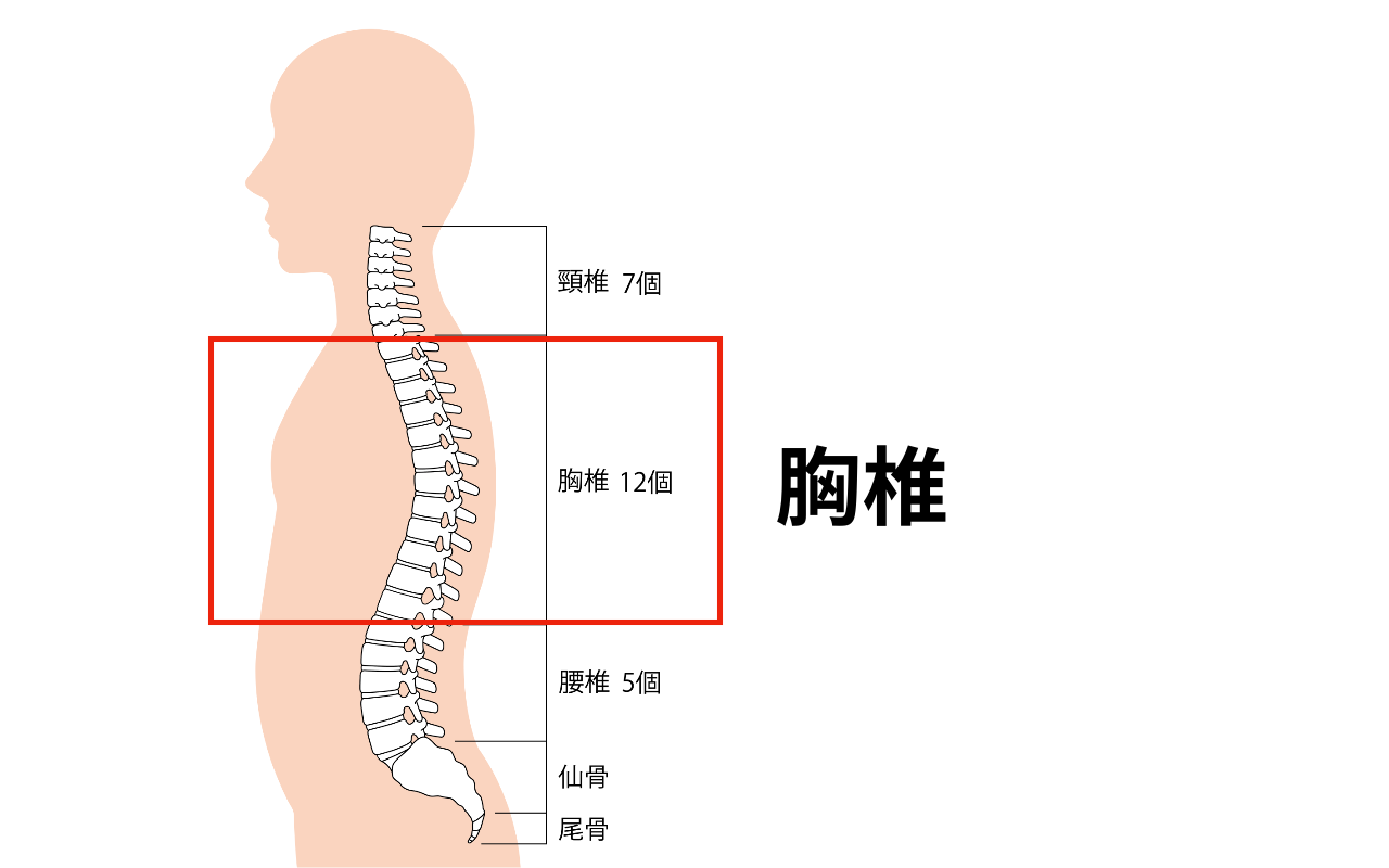 胸椎の位置　脊柱より
